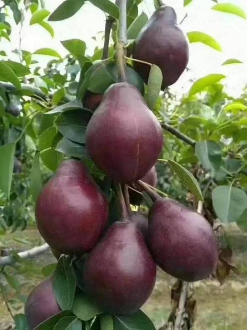 【火爆】大荔县冷库红啤梨一手货源诚信经营可视频看货
