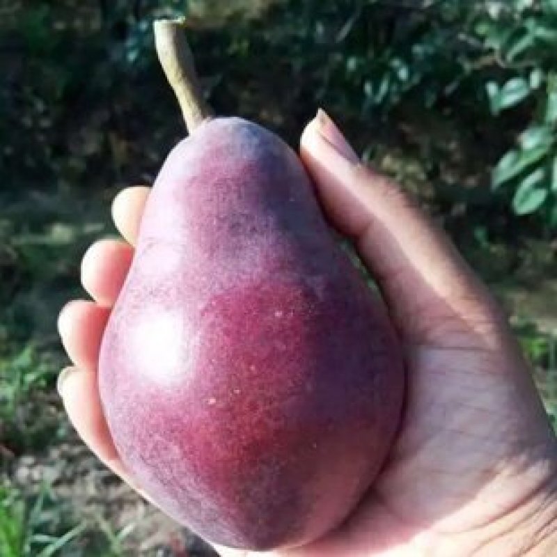 【火爆】大荔县冷库红啤梨一手货源诚信经营可视频看货