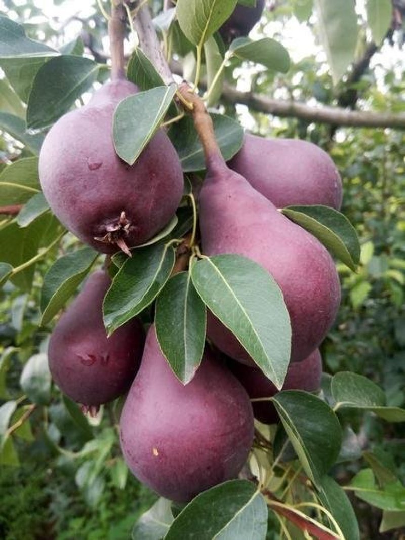 【火爆】大荔县冷库红啤梨一手货源诚信经营可视频看货