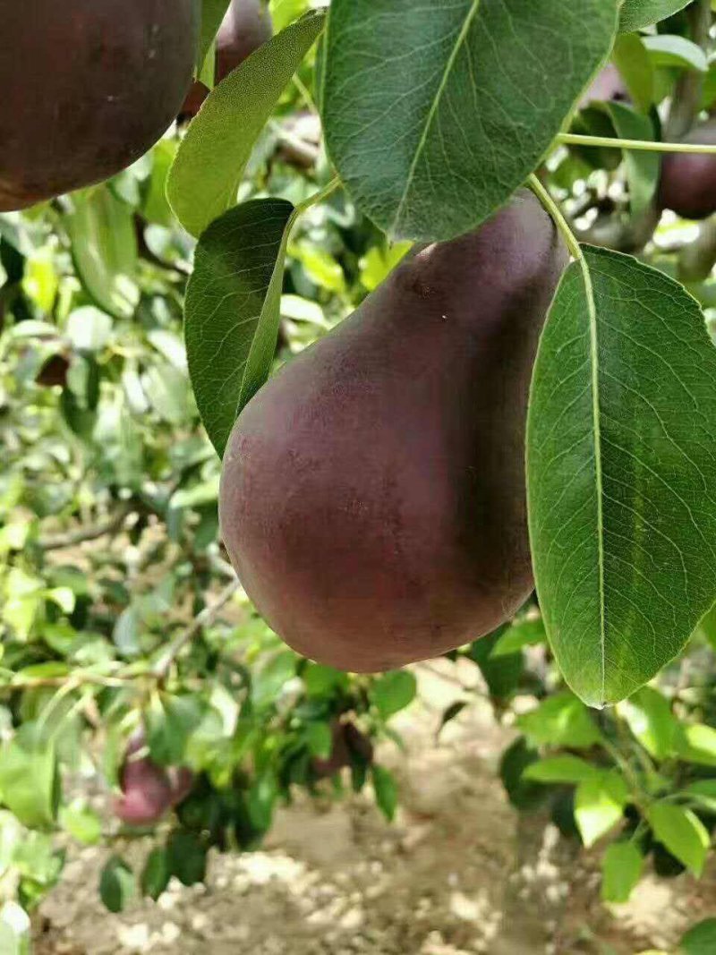 【火爆】大荔县冷库红啤梨一手货源诚信经营可视频看货