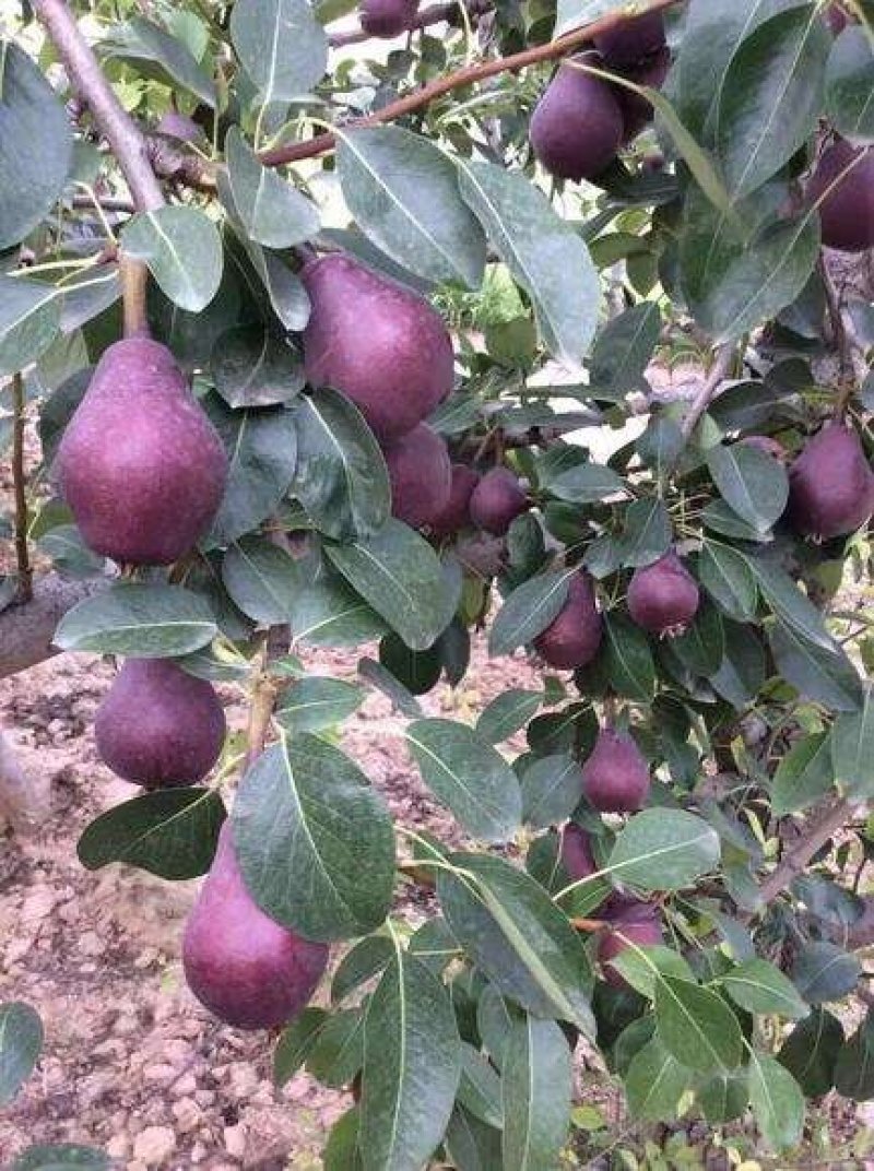 【火爆】大荔县冷库红啤梨一手货源诚信经营可视频看货