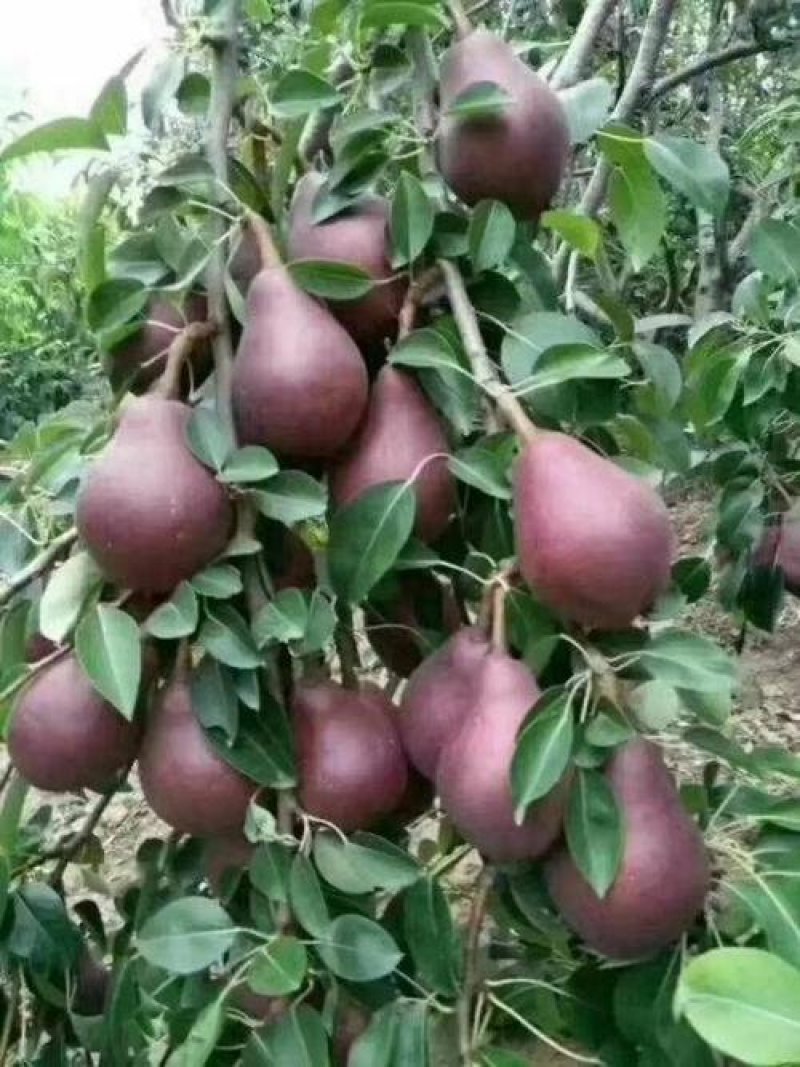 【火爆】大荔县冷库红啤梨一手货源诚信经营可视频看货