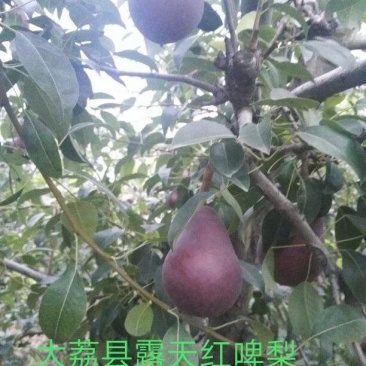 【火爆】大荔县冷库红啤梨一手货源诚信经营可视频看货