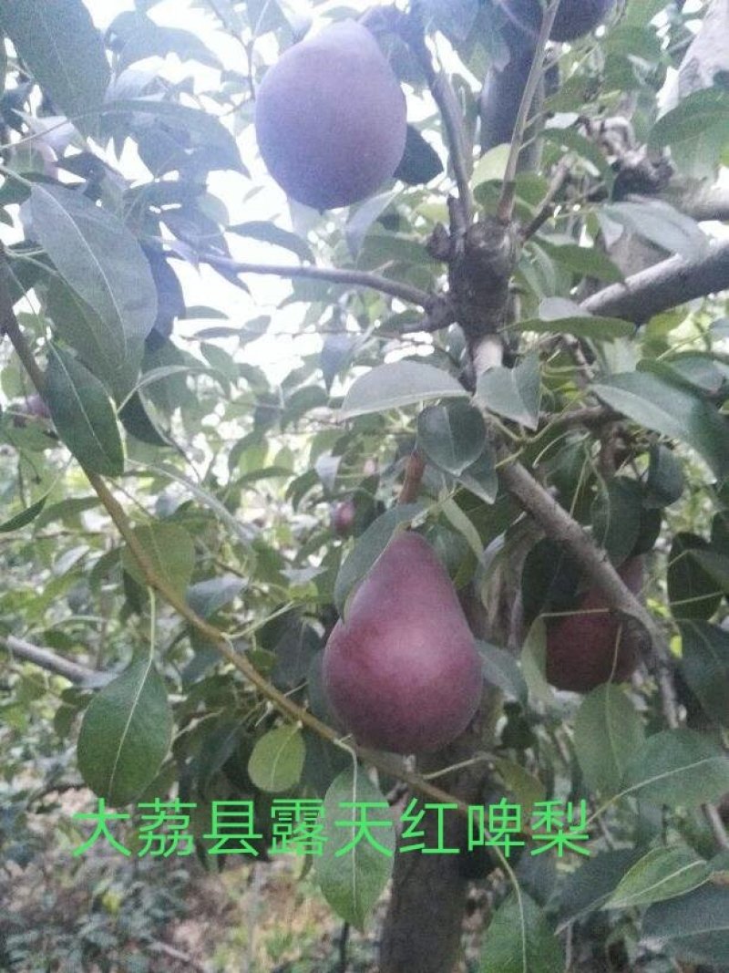 【火爆】大荔县冷库红啤梨一手货源诚信经营可视频看货