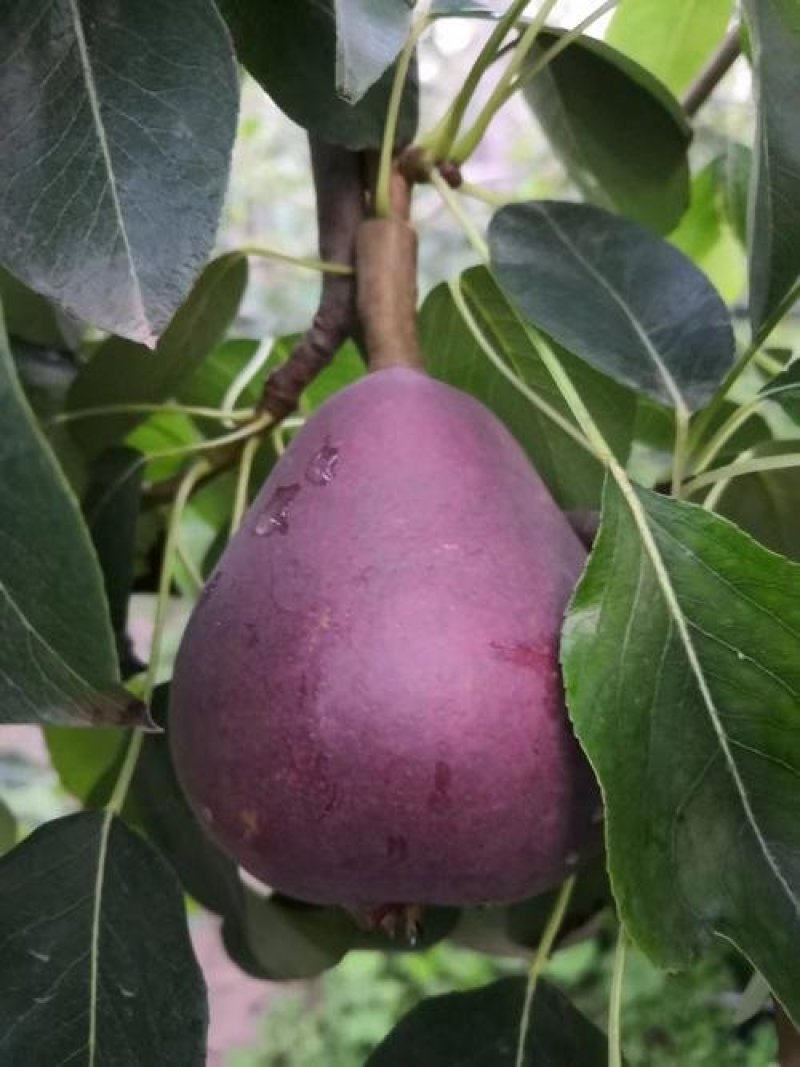 【火爆】大荔县冷库红啤梨一手货源诚信经营可视频看货
