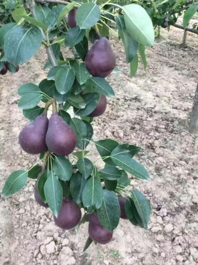 【火爆】大荔县冷库红啤梨一手货源诚信经营可视频看货