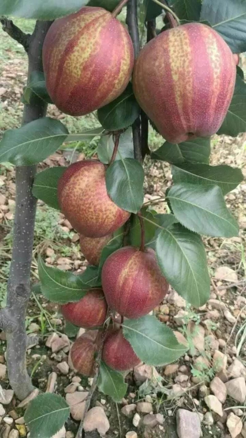 【火爆】大荔县冷库红啤梨一手货源诚信经营可视频看货