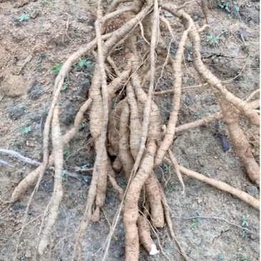 新鲜种植牛大力统货（长年供应）产地直销量大
