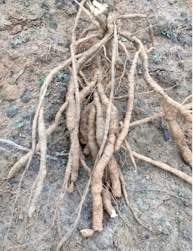 新鲜种植牛大力统货（长年供应）产地直销量大