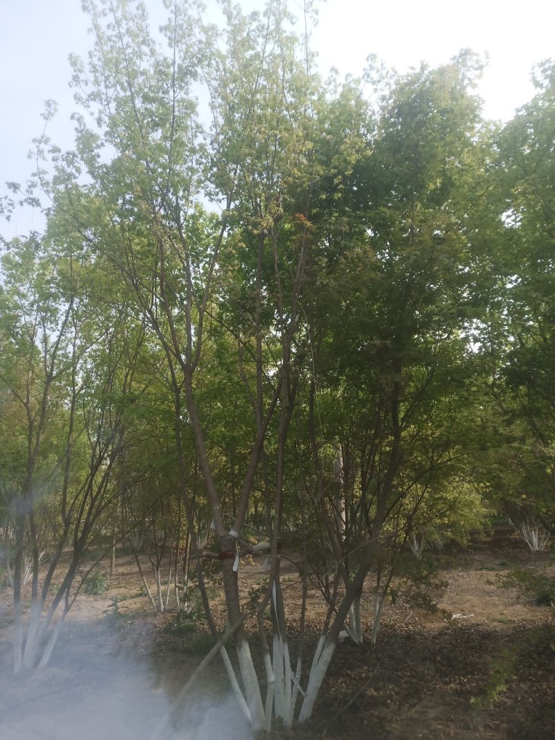 供应照片质量丛生五角枫3-6米，