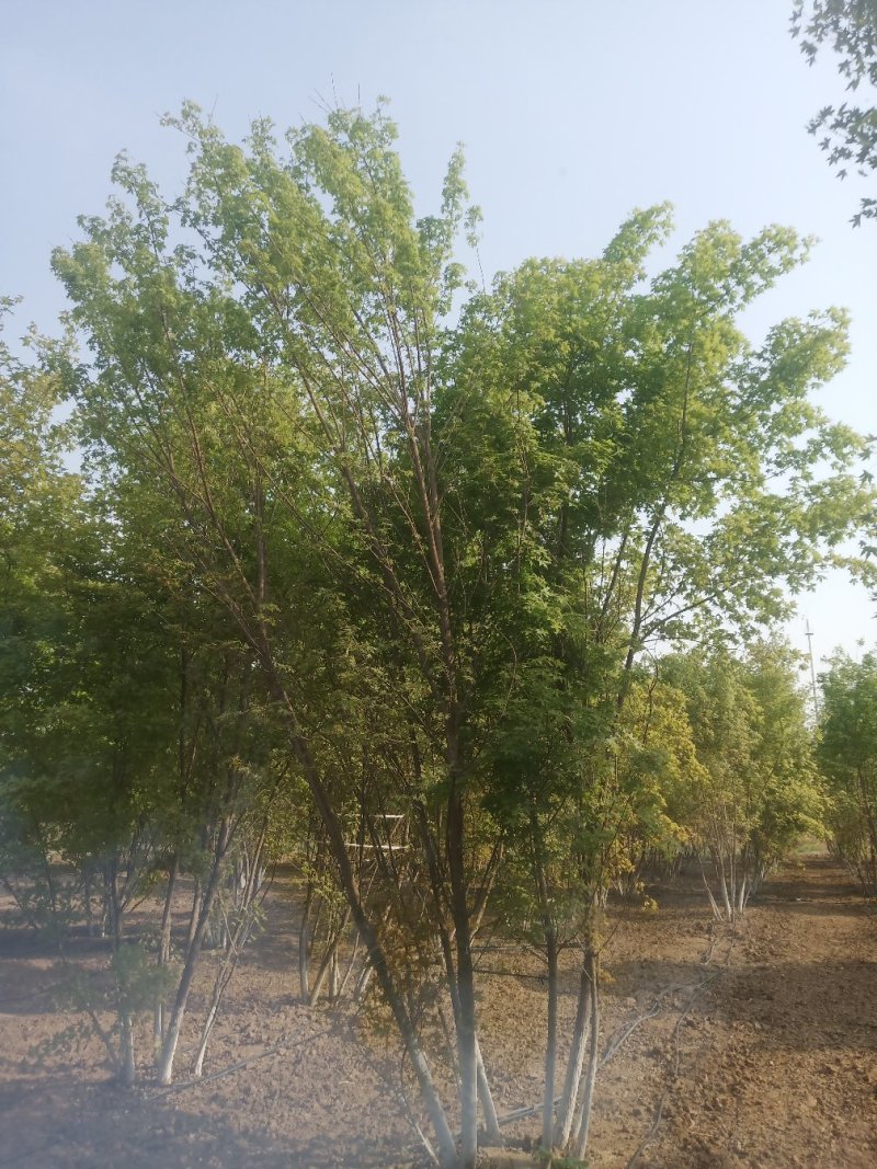 供应照片质量丛生五角枫3-6米，