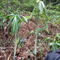 野生黄精纯野生多花黄精