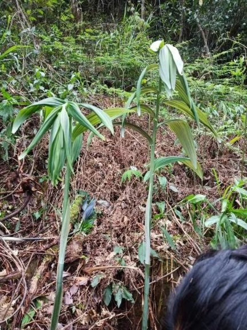 野生黄精纯野生多花黄精