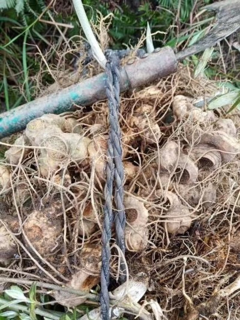 野生黄精纯野生多花黄精