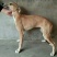 格力犬，格力幼犬，格力公犬，格力母犬，全国发货，一只也发