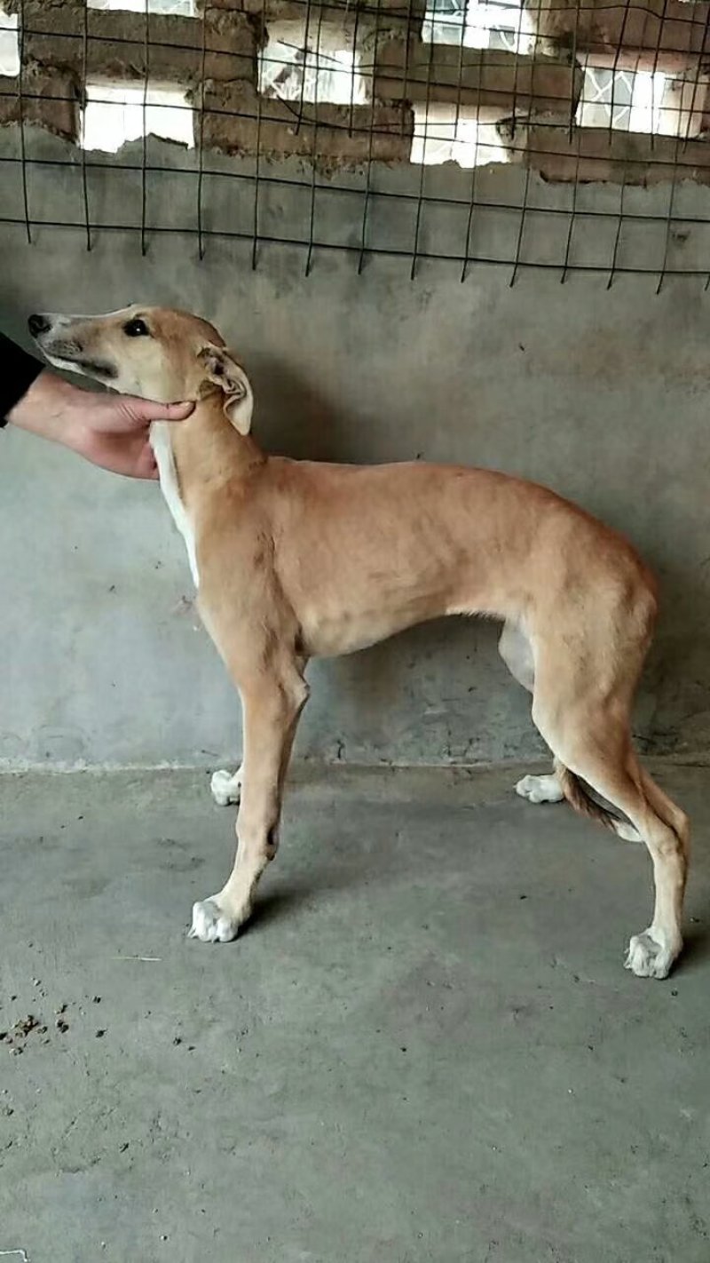 格力犬，格力幼犬，格力公犬，格力母犬，全国发货，一只也发