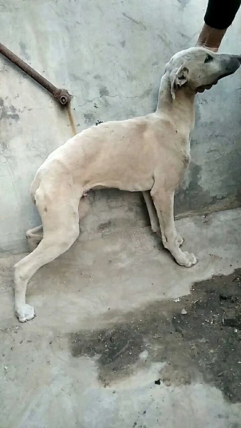 格力犬，格力幼犬，格力公犬，格力母犬，全国发货，一只也发