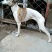 格力犬，格力幼犬，格力公犬，格力母犬，全国发货，一只也发