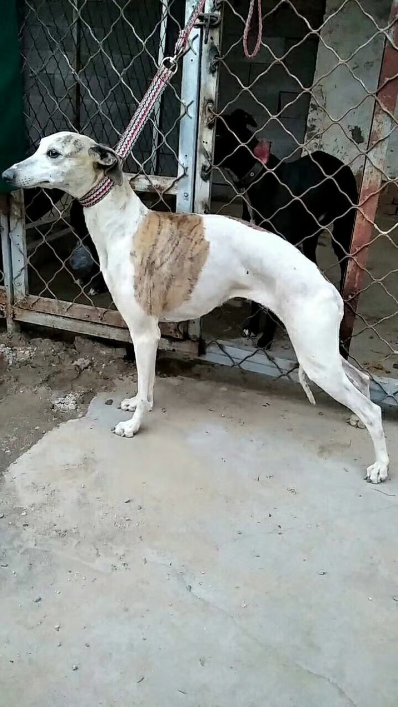 格力犬，格力幼犬，格力公犬，格力母犬，全国发货，一只也发