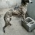 格力犬，格力幼犬，格力公犬，格力母犬，全国发货，一只也发