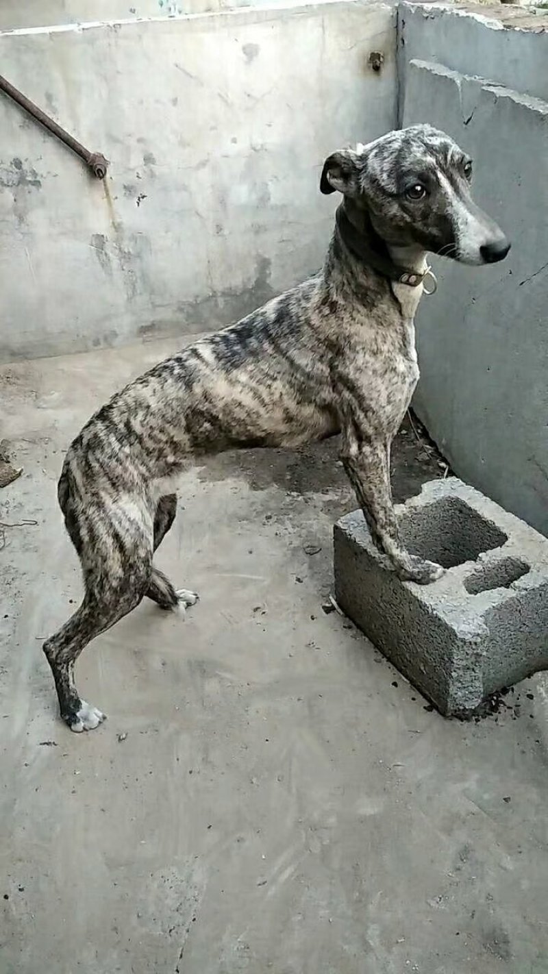 格力犬，格力幼犬，格力公犬，格力母犬，全国发货，一只也发