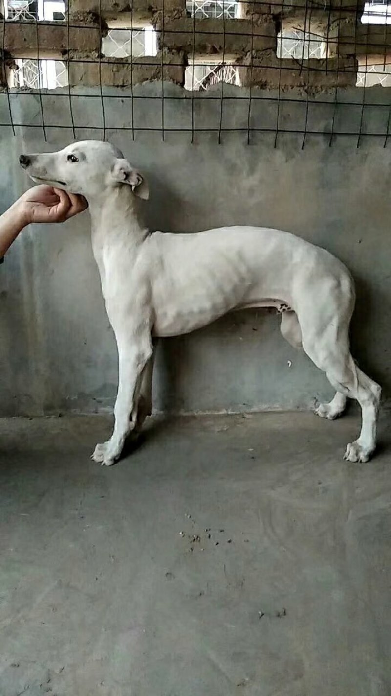 格力犬，格力幼犬，格力公犬，格力母犬，全国发货，一只也发