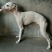 格力犬，格力幼犬，格力公犬，格力母犬，全国发货，一只也发