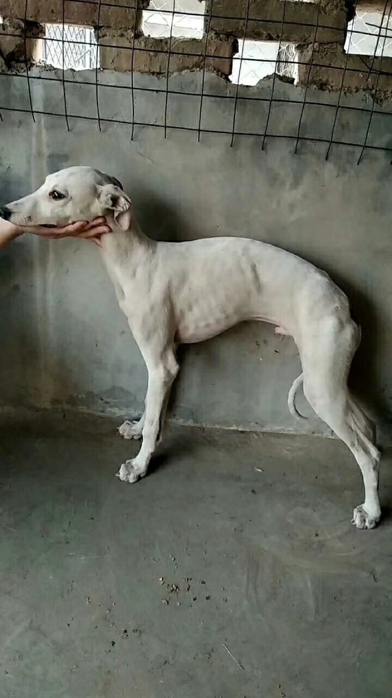 格力犬，格力幼犬，格力公犬，格力母犬，全国发货，一只也发