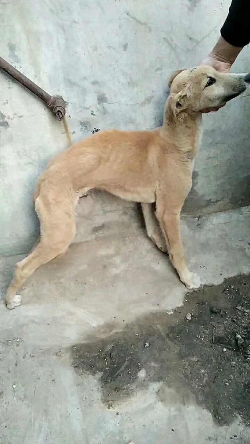 格力犬，格力幼犬，格力公犬，格力母犬，全国发货，一只也发
