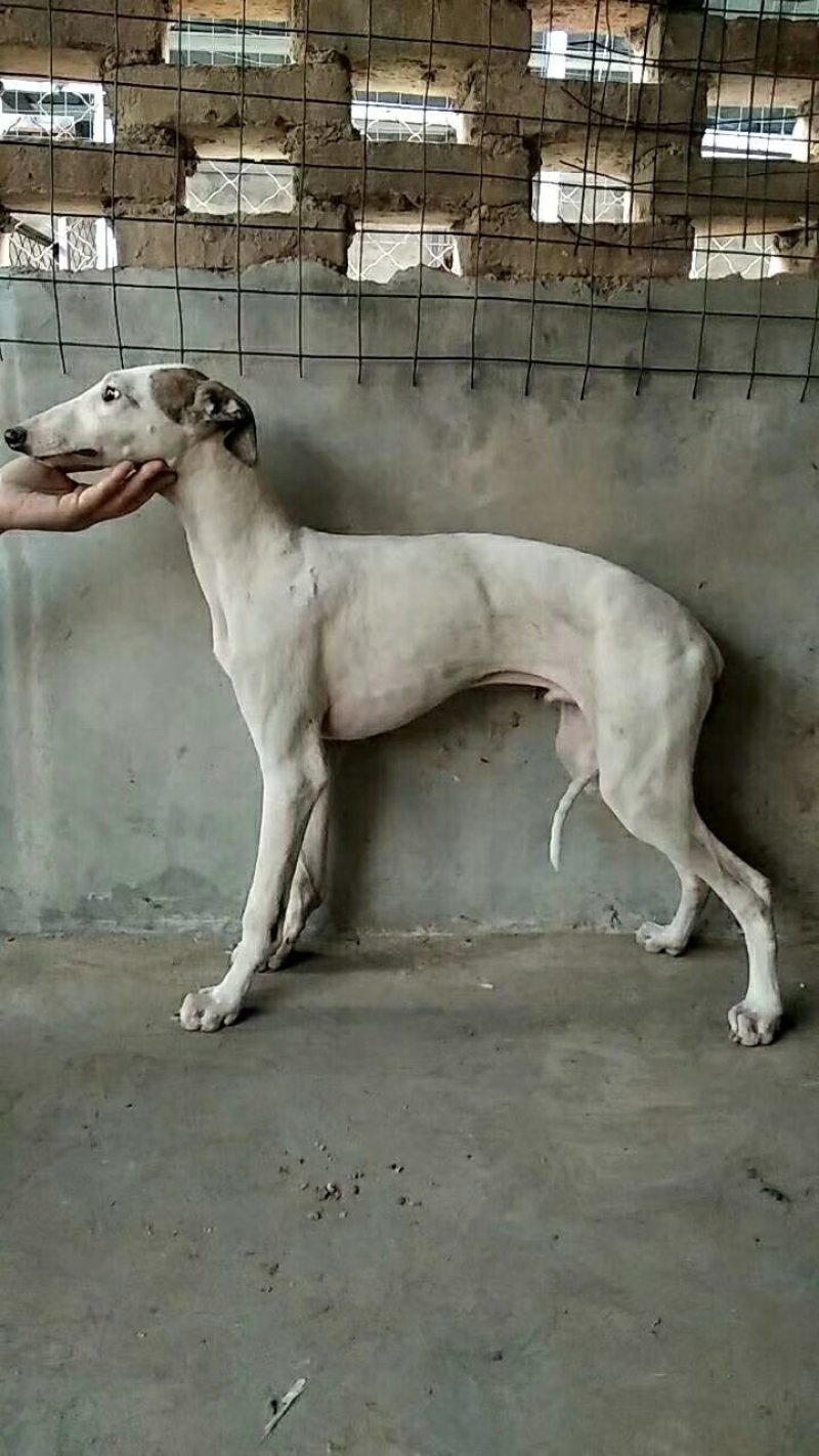 格力犬，格力幼犬，格力公犬，格力母犬，全国发货，一只也发
