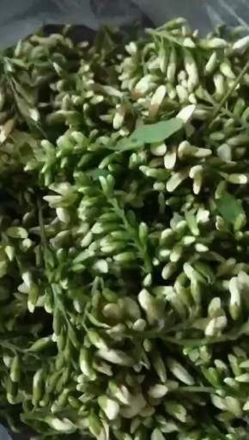 新鲜槐花2026年新货，乡间美味，欢迎各大加工厂联系