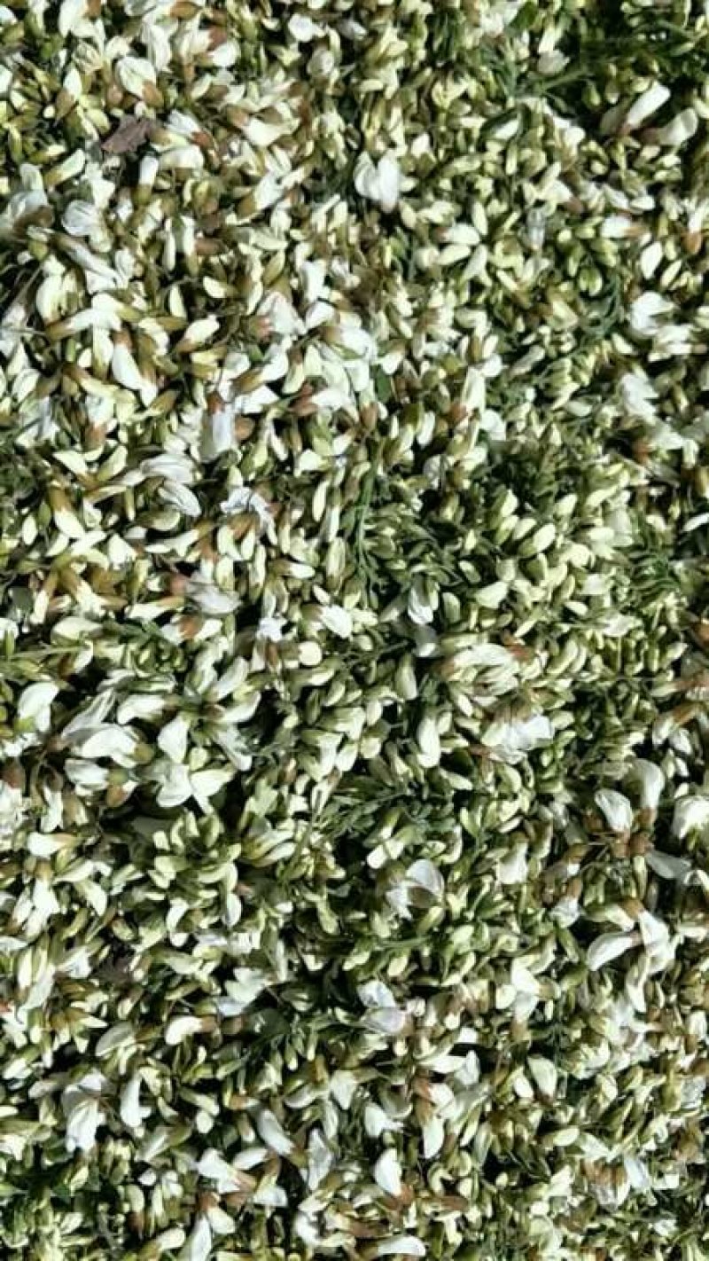 新鲜槐花2026年新货，乡间美味，欢迎各大加工厂联系