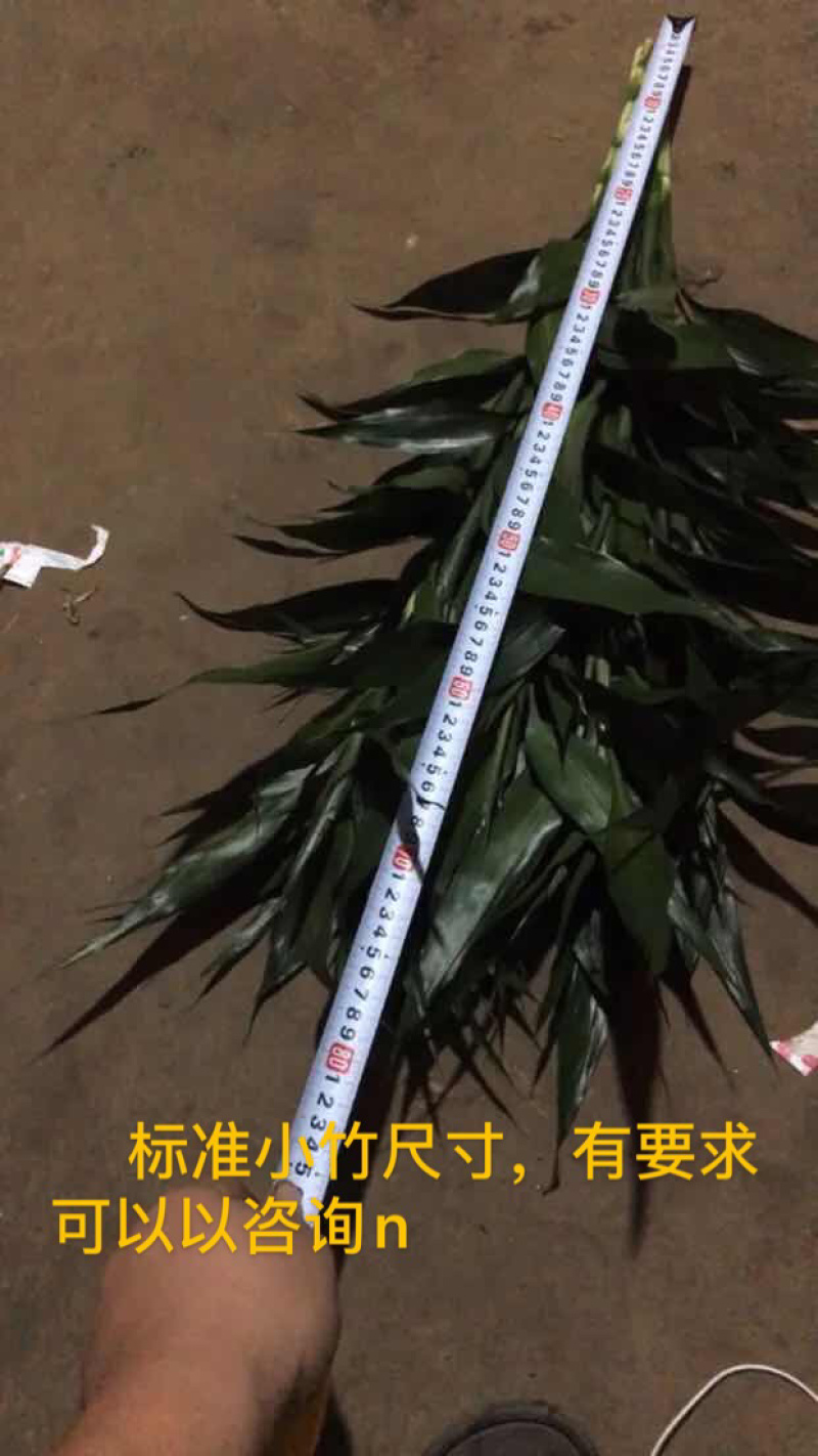 可一件代发，富贵竹，红竹，基地直销，价格实惠，质量保证