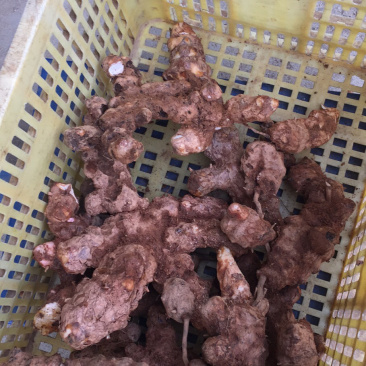 广西深山土茯苓