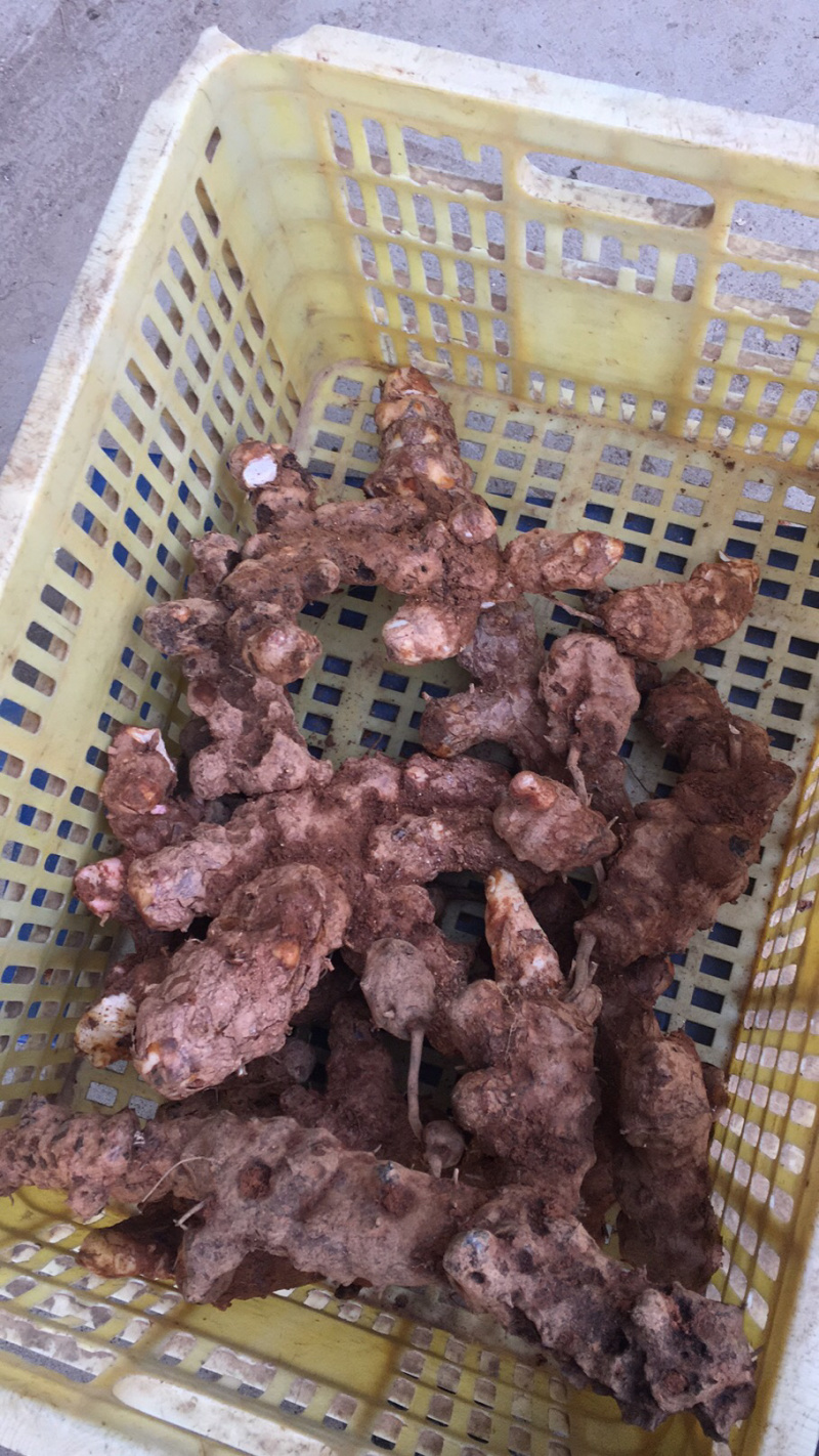 广西深山土茯苓