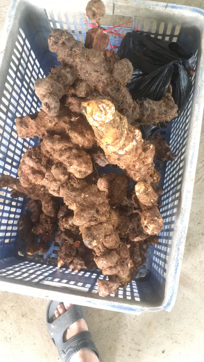 广西深山土茯苓