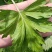 艾草苗子