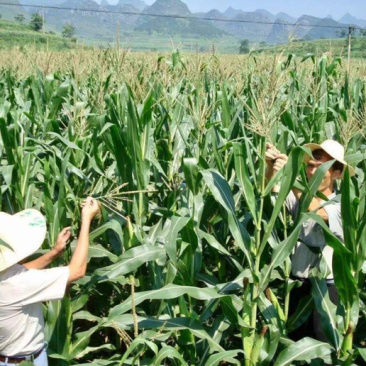 忻城京科糯928白甜糯玉米
