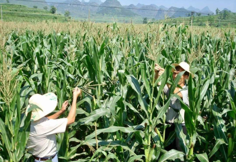 忻城京科糯928白甜糯玉米