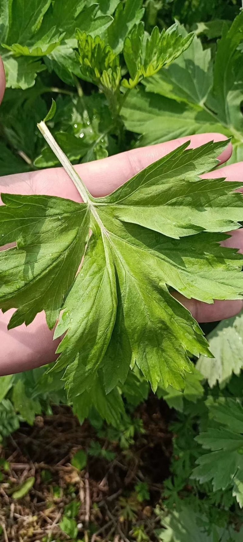 艾草苗子