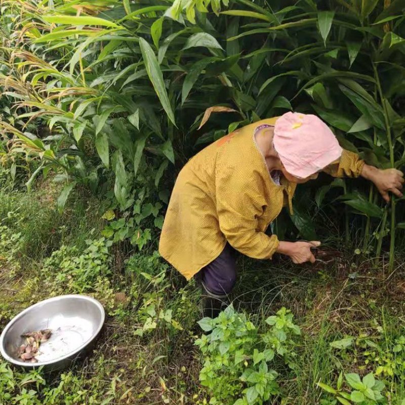 阳荷姜种苗限10月20日前下单客户