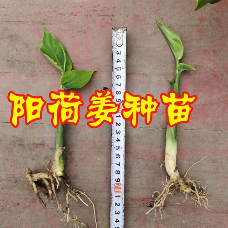 阳荷姜种苗限10月20日前下单客户