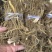 特香牛奶根小扎把一两左右一把