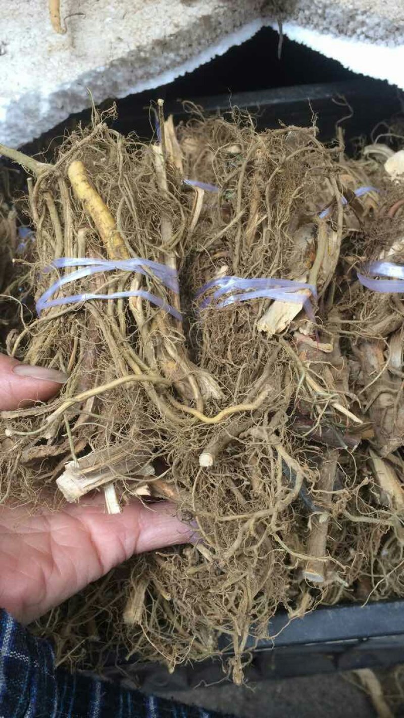 特香牛奶根小扎把一两左右一把