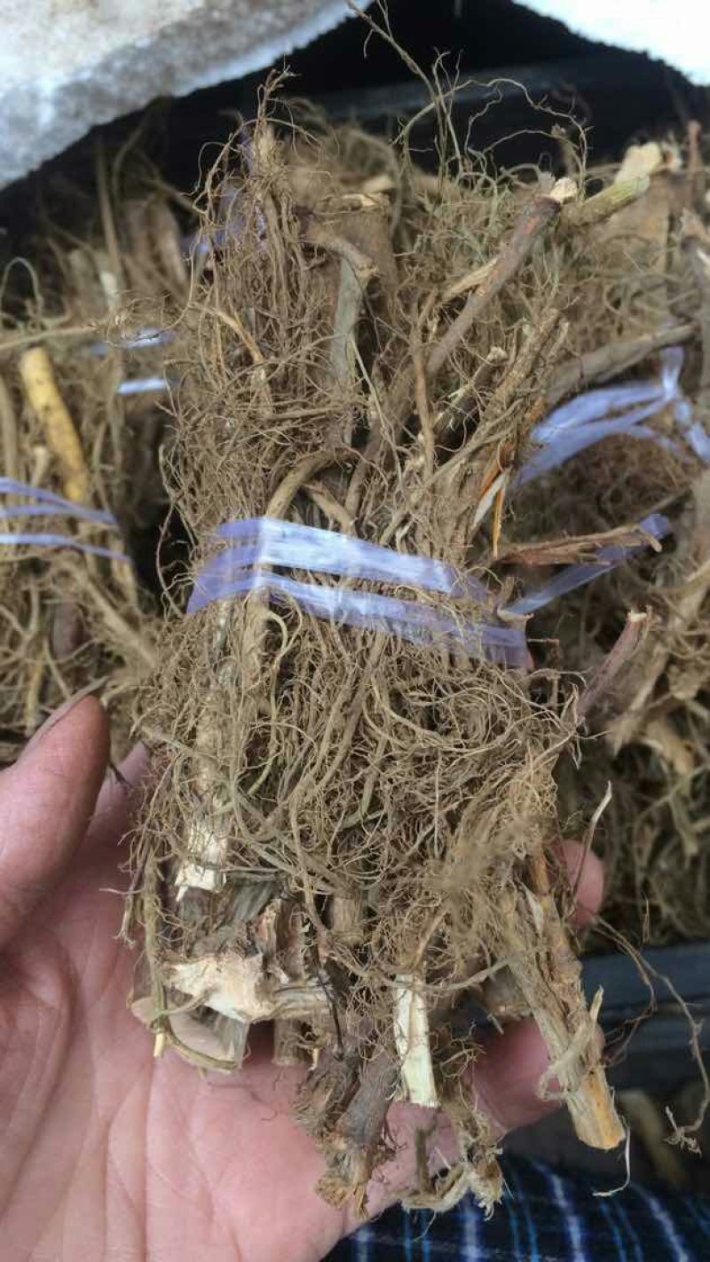 特香牛奶根小扎把一两左右一把