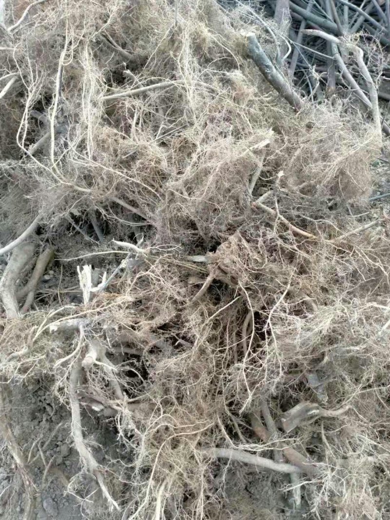 特香牛奶根小扎把一两左右一把