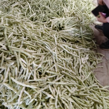 白不老芸豆掉价了