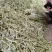 白不老芸豆掉价了