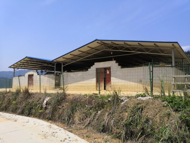 湖南溆浦藏香猪2680元/头—香猪天然放养产地直销