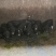 藏香猪黑猪猪仔猪场直供